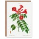 image 1 of Pierre-Joseph Redouté Art Card Trumpet Vine Flowers