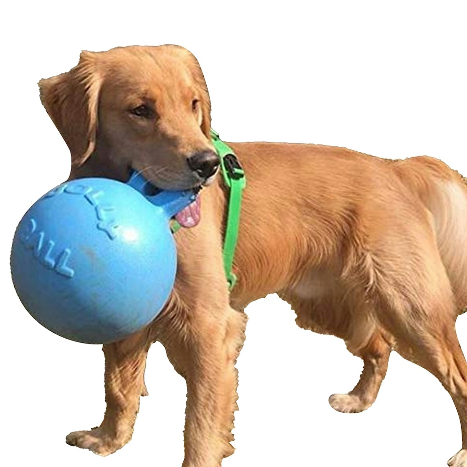 image 1 of Jolly Pets Tug-N-Toss Dog Retrieving Toy - Blueberry - 4.5in