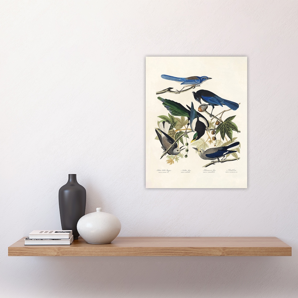 image 1 of Magpie Clarks Crow and Jays Audubon Nature Wall Art Poster Print 12X16"