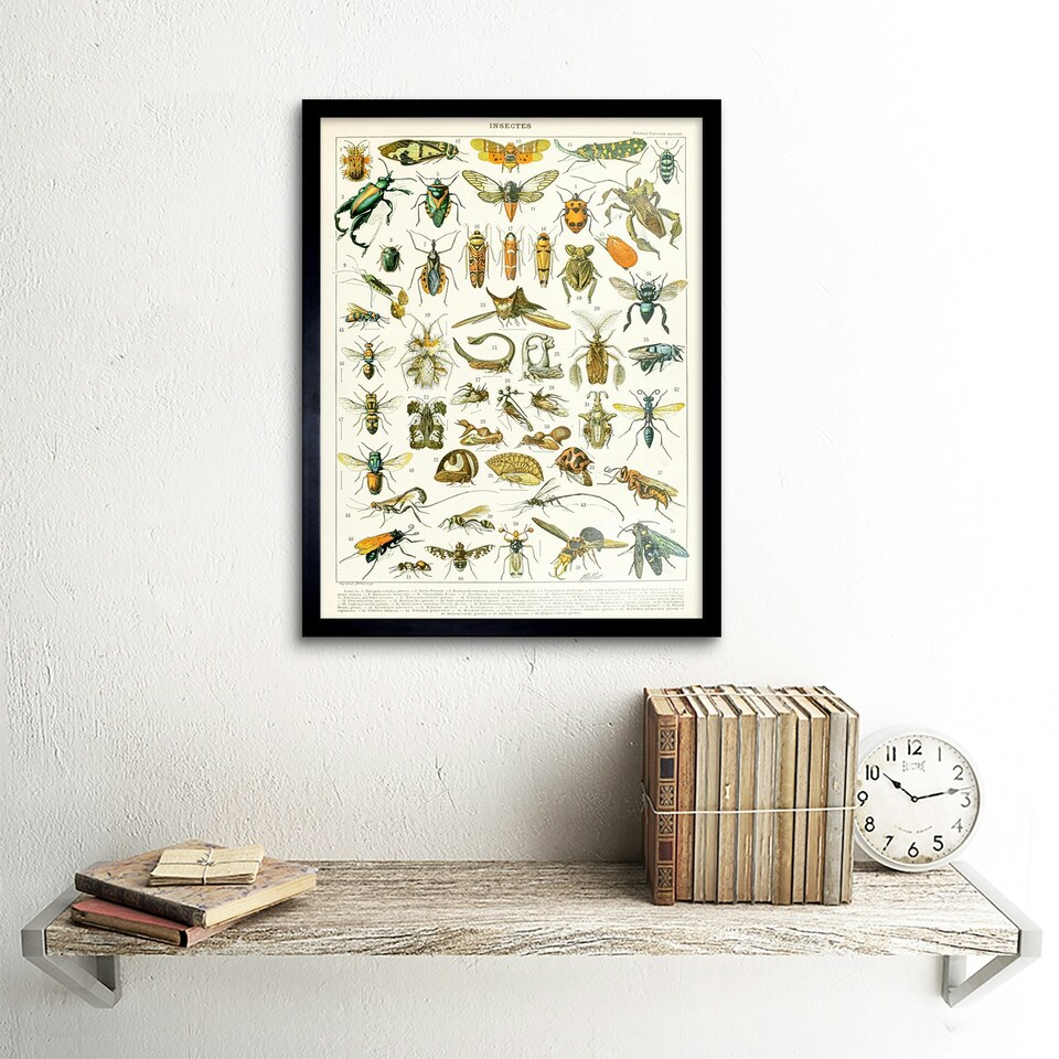 image 1 of Millot Encyclopedia Page Insects Cicada 12x16" Framed Wall Art Print