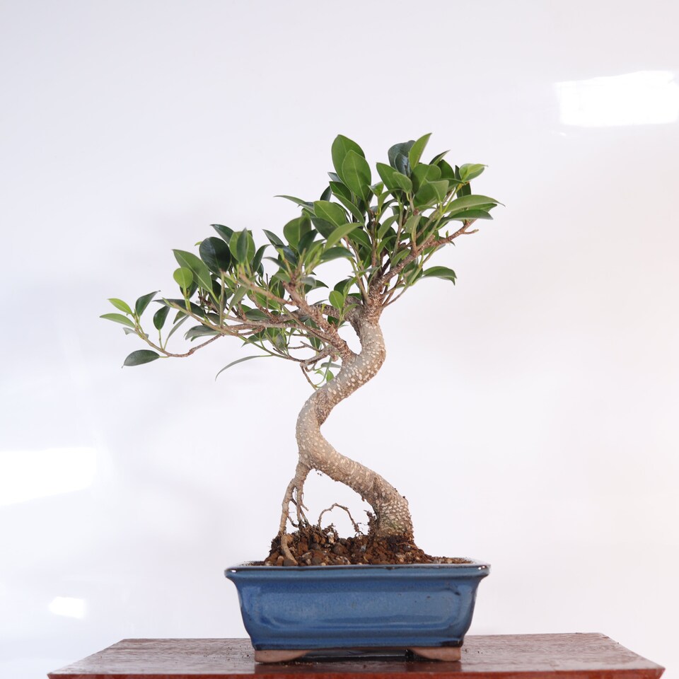 image 1 of Yorkshire Bonsai Ficus Microcarpa (Banyan Fig) Indoor Bonsai Tree Shaped In 16cm Pot