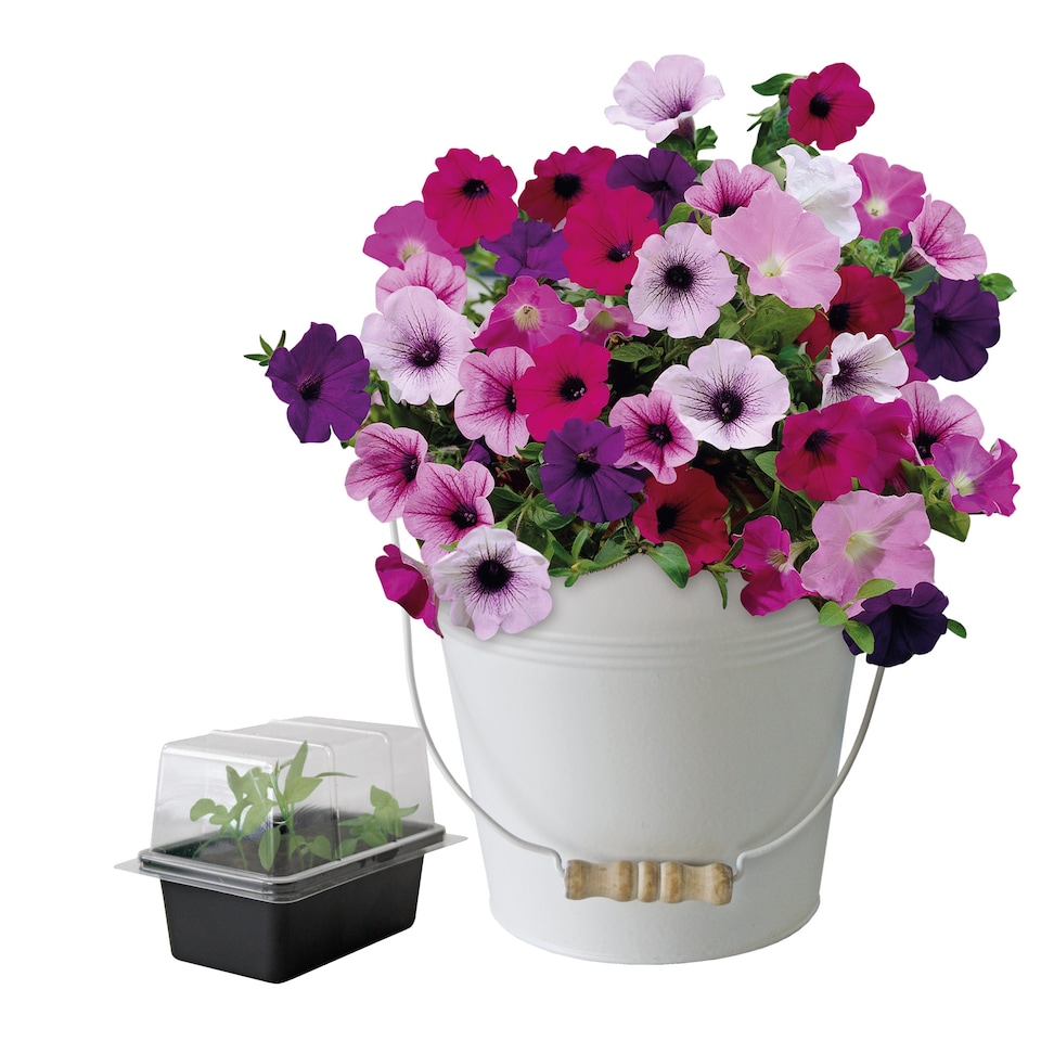 image 1 of Pronto Seed Petunia Grow Your Own Kit with Decorative Bucket Planter - Colourama Mix | Multi | Petunia Bucket | 1