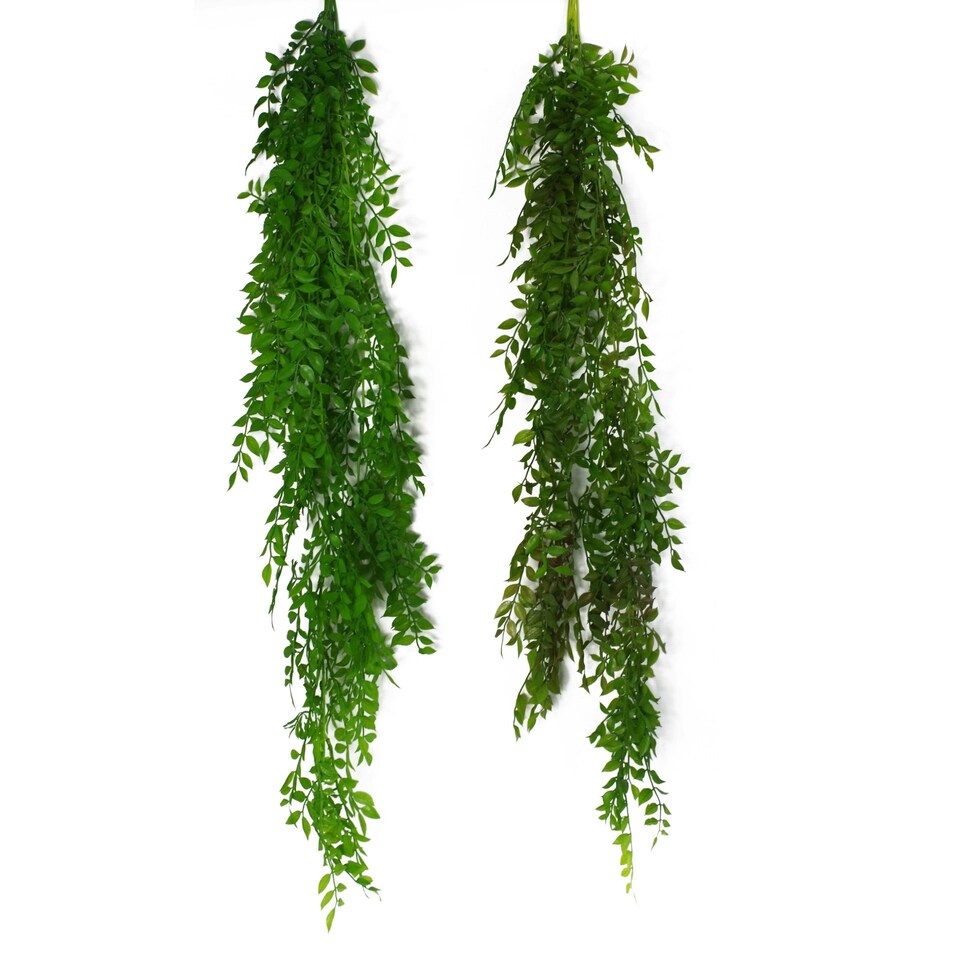 image 1 of 6 x 100cm Hanging Pearls Fern Plant Dark Green