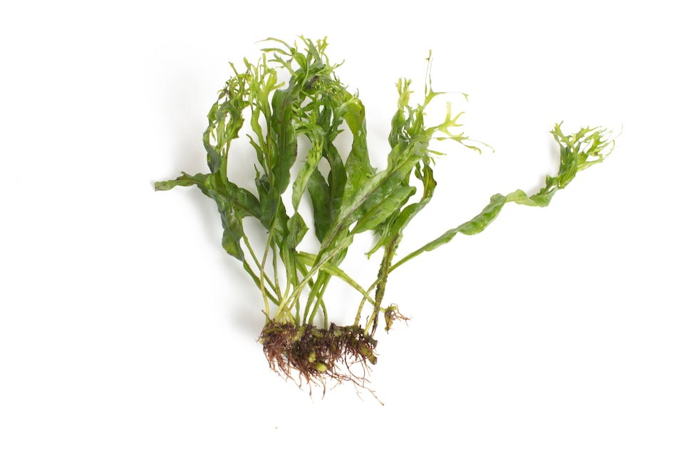 image 1 of Windelov Java Fern (Microsorum pteropus 'Windelov') - Live Aquarium Plant for Midground Planting - Fish Tank Plant