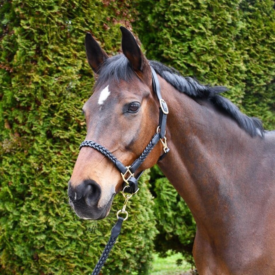 image 1 of Rhinegold Lazio Plaited Leather Headcollar & Lead Black | Size: Cob
Colour: Black