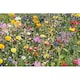 image 4 of MidOcean Flomix Disc Flower Seeds - Beige - One Size