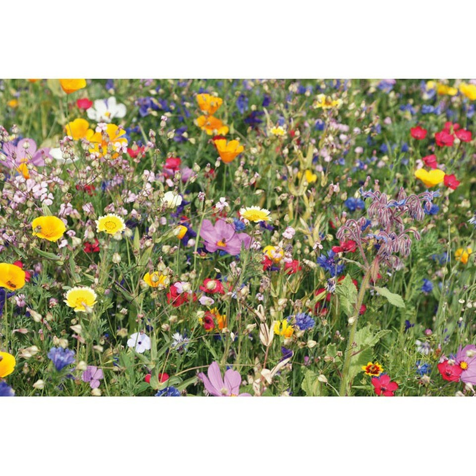 image 1 of MidOcean Flomix Disc Flower Seeds - Beige - One Size