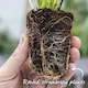 image 10 of Flamenco Everbearing Strawberry 10 bare root