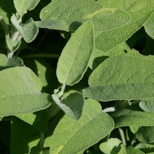 Common Sage Herb Plant Salvia Officinalis 9cm Pot | Green | Green | 9cm Pot | 1