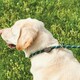 image 2 of Weatherbeeta Rope Leather Slip Dog Lead - Hunter Green/Brown - 1.8m