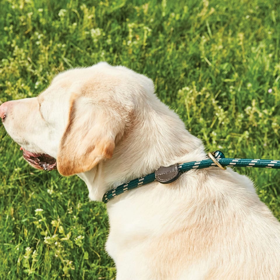 image 1 of Weatherbeeta Rope Leather Slip Dog Lead - Hunter Green/Brown - 1.8m