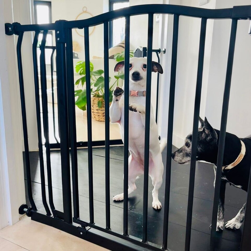 image 1 of Safetots Curved Top Safety Gate, 171cm - 180cm, Matt Black, Pressure Fit Stair Gate, Baby Gate for Doors Hallways and Spaces, Safety Barrier, Easy Installation