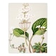 image 3 of Sarah Featon Framed Wall Art New Zealand Ourisia Flowering Plant Home Décor