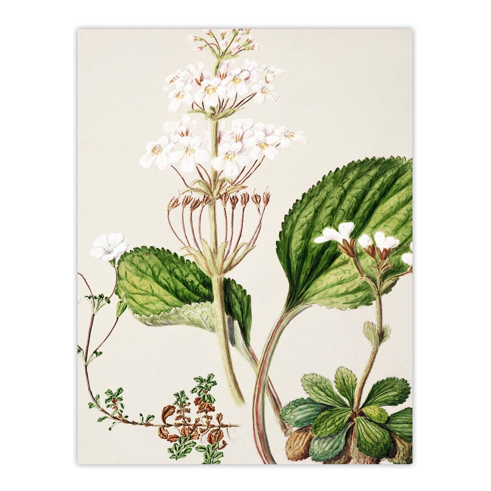 image 1 of Sarah Featon Framed Wall Art New Zealand Ourisia Flowering Plant Home Décor