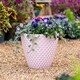 image 1 of Diamond Planter Powder Pink (D39.5 x H35cm) | Pink | 1