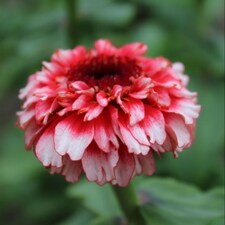 Zinnia Zinderella Fizz Seed Pack Raspberry Red & White Frothy Blooms - Hardy Annual for Borders/Cutting - Thompson & Morgan