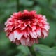 image 1 of Zinnia Zinderella Fizz Seed Pack Raspberry Red & White Frothy Blooms - Hardy Annual for Borders/Cutting - Thompson & Morgan
