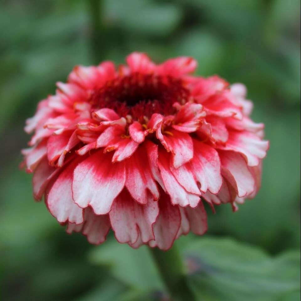 image 1 of Zinnia Zinderella Fizz Seed Pack Raspberry Red & White Frothy Blooms - Hardy Annual for Borders/Cutting - Thompson & Morgan