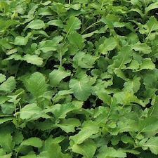 Marshalls Garden Green Manure Mustard Seeds | Green | Green | Seeds