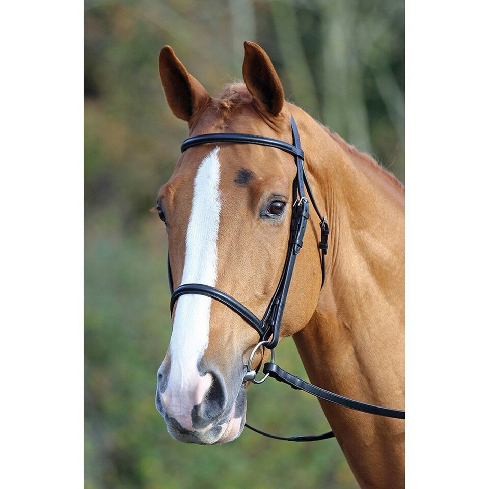 image 1 of Aviemore Raised Cavesson Leather Horse Bridle - Black - Full