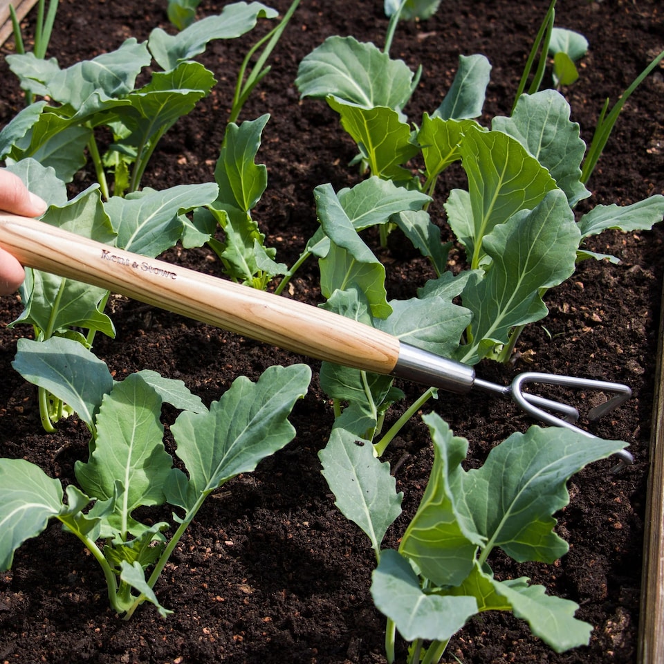 image 1 of Kent & Stowe Stainless Steel Border 3 Prong Cultivator | Multi | 21.4cm