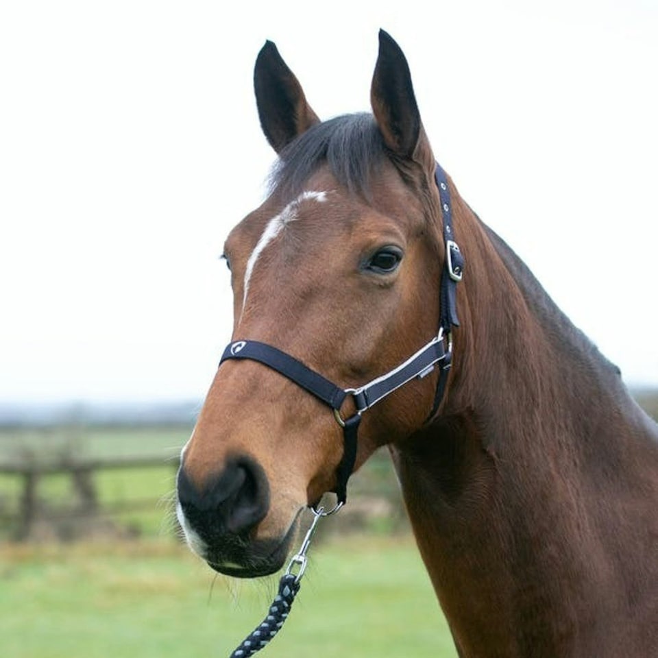 image 1 of Hy Synergy Horse Headcollar and Leadrope - Fig/Silver - Pony