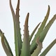image 6 of Homescapes Aloe Vera Artificial Succulent in Black Pot, 30 cm Tall