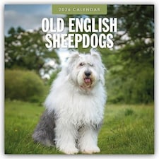 Old English Sheepdogs 2026 Square Wall Calendar Paperback Book