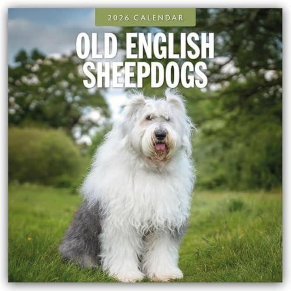 Old English Sheepdogs 2026 Square Wall Calendar Paperback Book