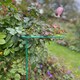 image 7 of Garden Plant Support Connecting Interlocking Metal Hoops (45cm x 60cm) - Pack of 2