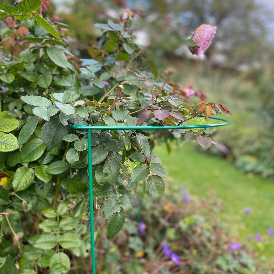 image 1 of Garden Plant Support Connecting Interlocking Metal Hoops (45cm x 60cm) - Pack of 2