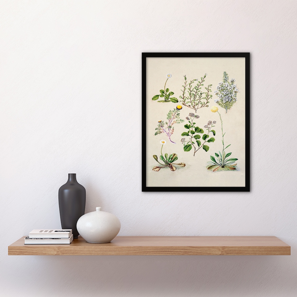 image 1 of Sarah Featon Framed Wall Art Native New Zealand Wildflowers Illustration