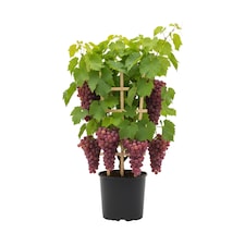 Grape Vitis Supernova Pink 3L Potted Climbing Fruit Vine