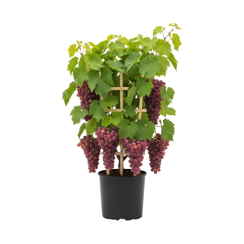 Grape Vitis Supernova Pink 3L Potted Climbing Fruit Vine