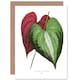 image 1 of Leaf Dioscorea Discolor Art Blank Just to Say Card