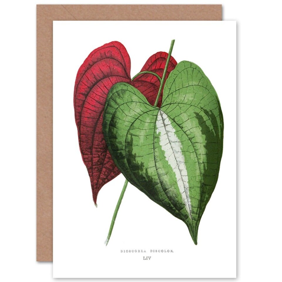 image 1 of Leaf Dioscorea Discolor Art Blank Just to Say Card