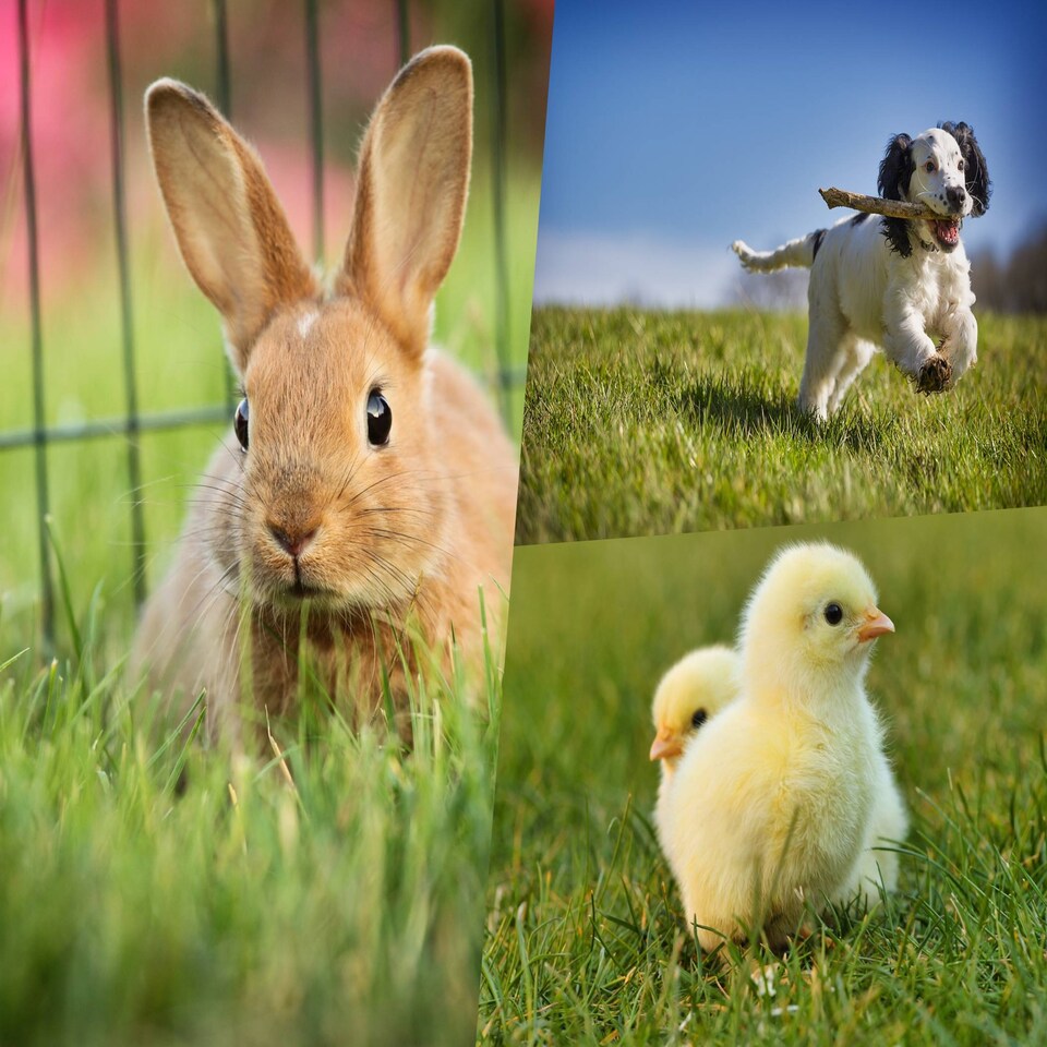 image 1 of Pegdev Pet Friendly Grass Seed Resilient High Yielding for Lawns and Pastures 10kg