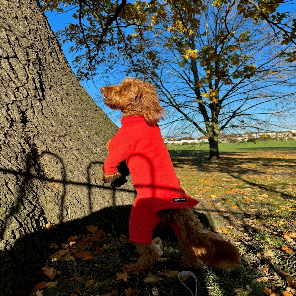 image 1 of Four Legged Dog Fleece - XXL / Coral Red | XXL