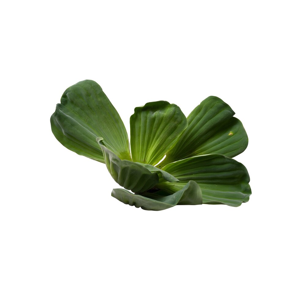 image 1 of Water Lettuce (Pistia stratiotes) - Live Aquarium Plant for Floating Surface Cover - Fish Tank Plant