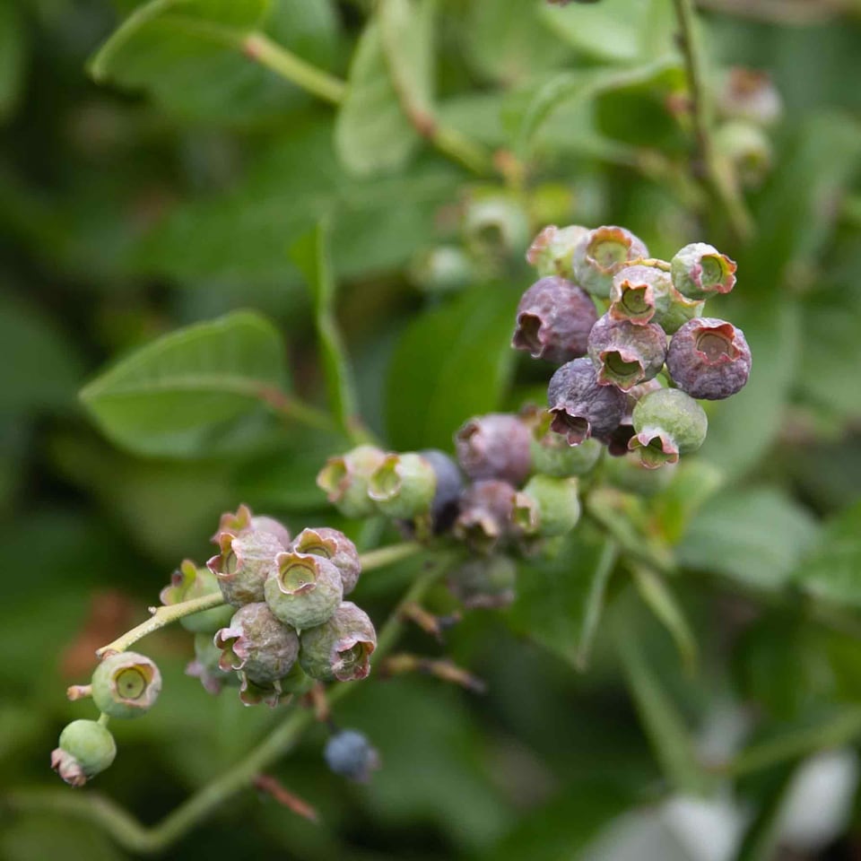 image 1 of Marshalls Garden Blueberry 'Northcountry' Compact, Self-fertile, 2 litre