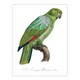 image 1 of The Southern Mealy Amazon Parrot Levaillant Wall Art Poster Print 12X16"