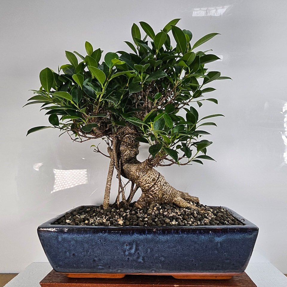 image 1 of Yorkshire Bonsai Ficus Microcarpa (Banyan Fig) Large Indoor Bonsai Tree Shaped In 35cm Pot