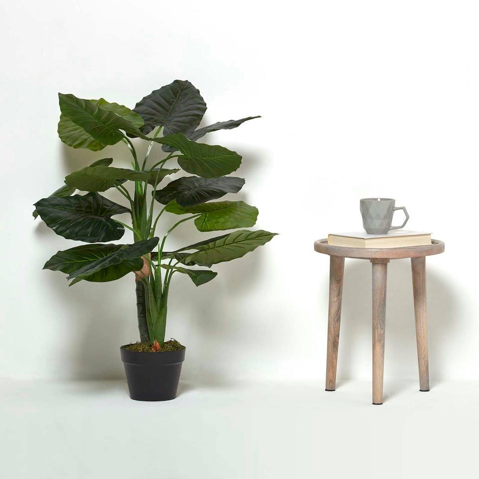 image 1 of Homescapes Taro Plant in Pot, 90 cm Tall