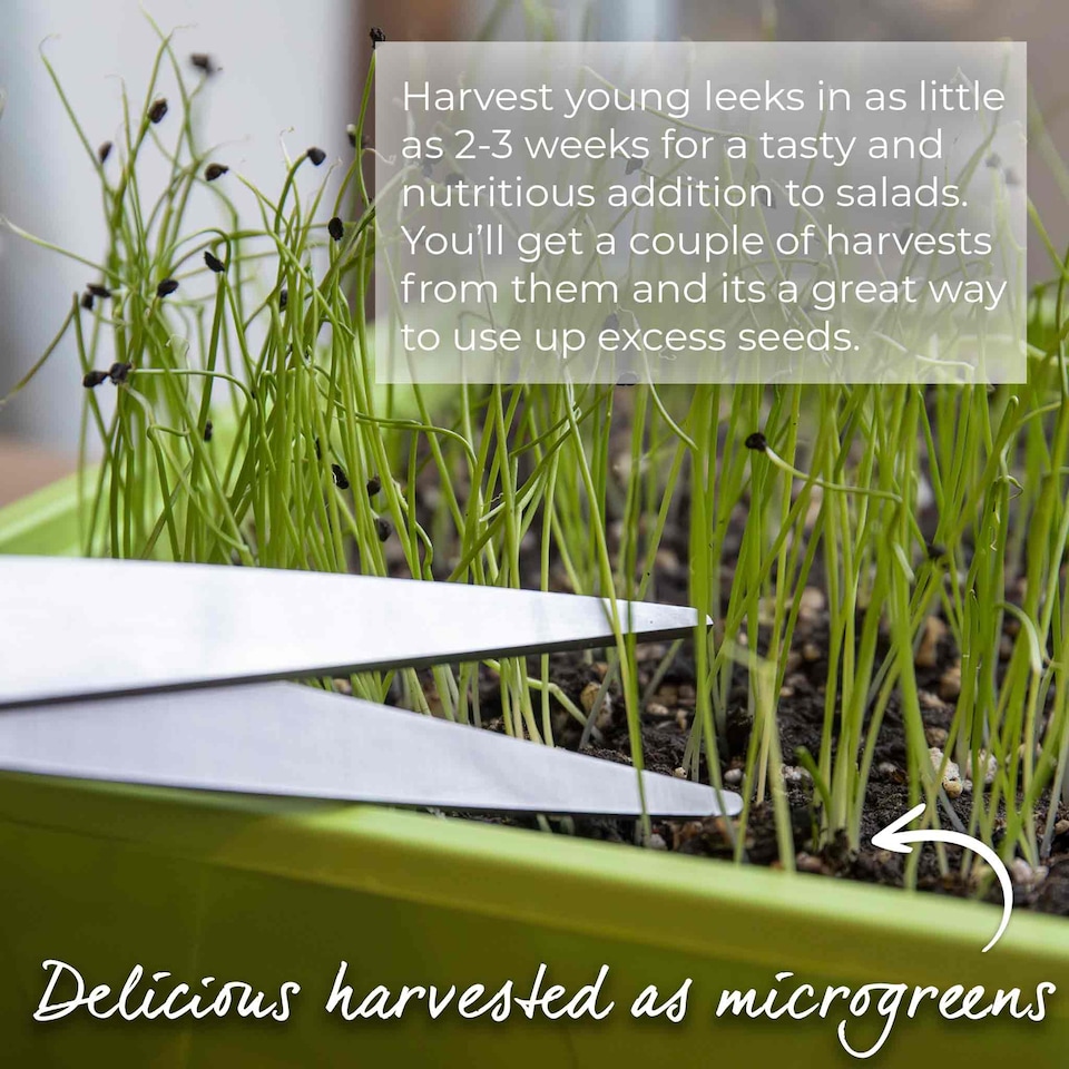 image 1 of Marshalls Garden Leek Seeds 'Terminal' Early Variety 300 Seeds