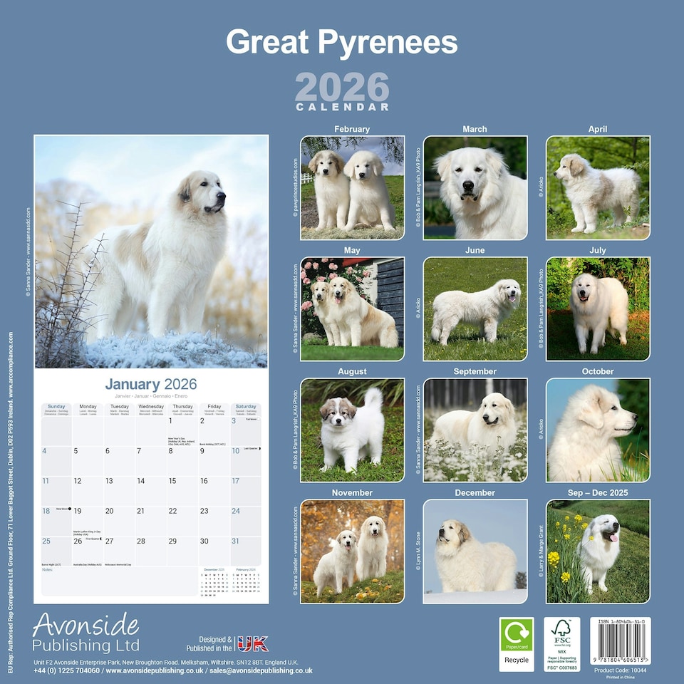 image 1 of Great Pyrenees 2026 Calendar | Square Wall Calendar | Dog Breed Gift | Plastic Free Packaging | by Avonside Publishing