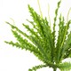 image 5 of Artificial Fern Plant 40cm Artificial Crocodile Fern Plant Pack 12