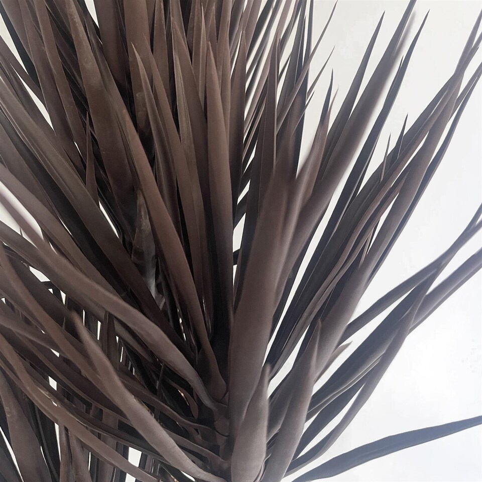 image 1 of 155cm Artificial Yukka Tree Plant Spiky UV Resistant Outdoor Tree Triple Dark Red and Brown