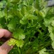 image 2 of Marshalls Garden Coriander Plant - 6 plug plants