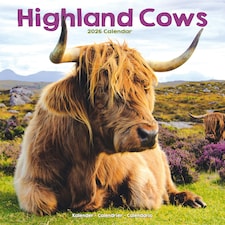 Highland Cows 2026 Calendar | Square Wall Calendar | Farm Animal Gift | Plastic Free Packaging | by Avonside Publishing
