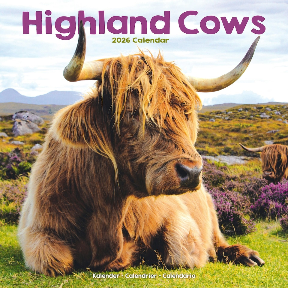 image 1 of Highland Cows 2026 Calendar | Square Wall Calendar | Farm Animal Gift | Plastic Free Packaging | by Avonside Publishing